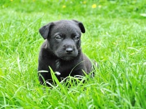 Distúrbios físicos em cachorros filhotes.