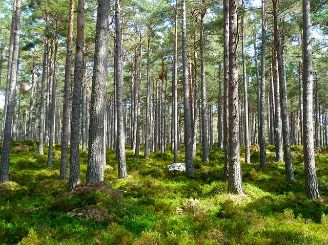 A FSC protege as florestas.