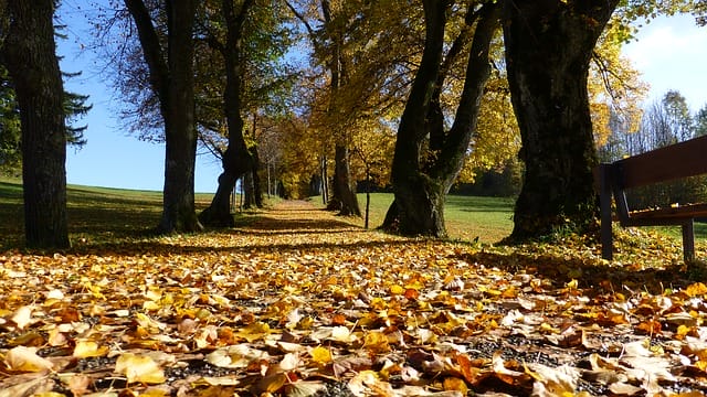 O inverno congela o solo e o outono então seca as folhas.