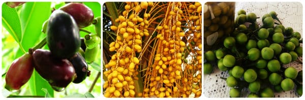 Jambolão, Jerivá e Jurubeba (Foto: Reprodução)