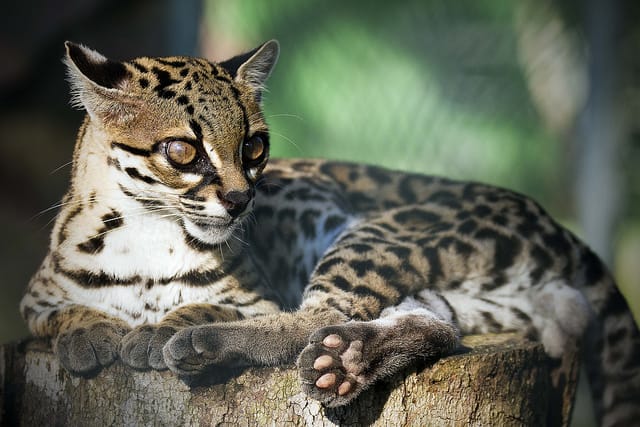 O gato do mato é uma espécie parecida com a onça, mas em tamanho menor.