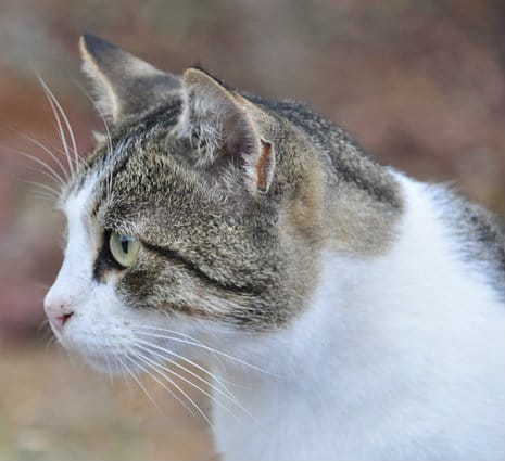 Animais abandonados precisam de proteção.