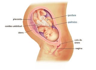 O encaixe do bebê ocorre nas últimas semanas, precisamente 15 dias antes do nascimento