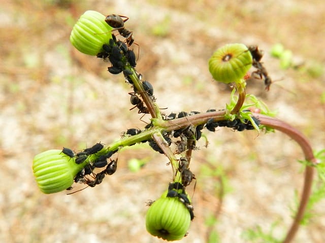 Formigas cortadeiras (foto:reprodução)