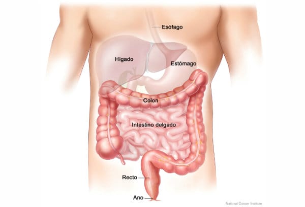 Intestino delgado (Foto: Reprodução) Créditos da foto: http://starterapiasnaturales.blogspot.com.br