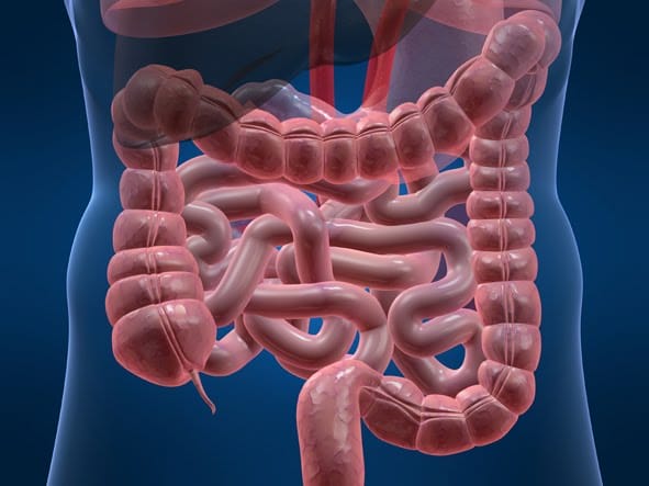 Intestino do corpo humano. Imagem ilustrativa. 