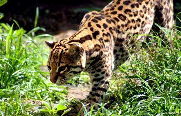 A jaguatirica é muito parecida com a onça pintada, apesar de terem tamanhos diferentes.