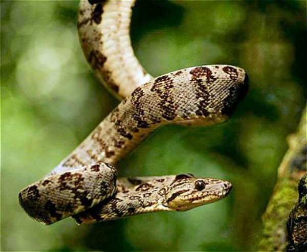 A jiboia cropanii é da família das serpentes.