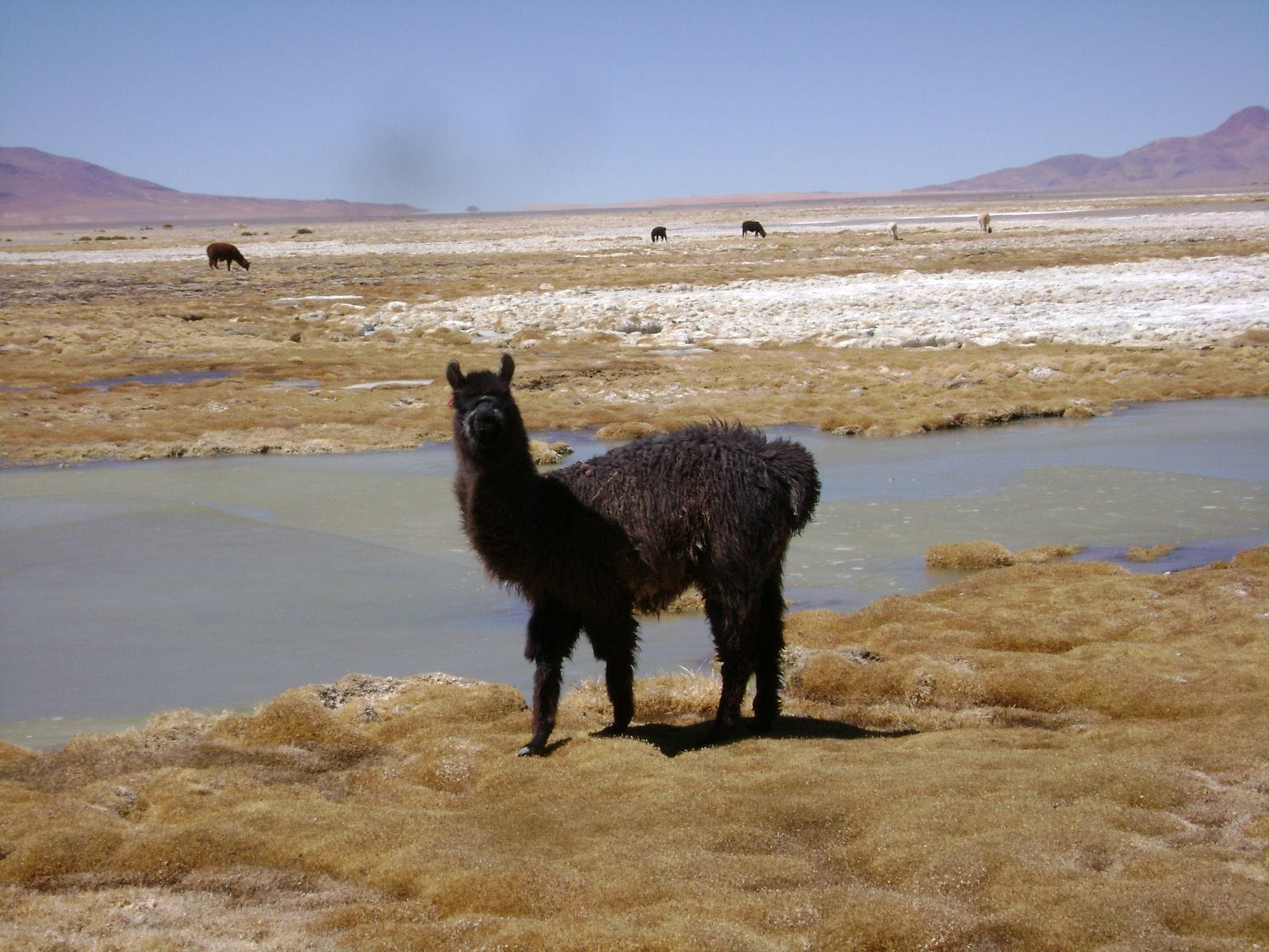 llama