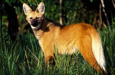 Lobo Guará (foto: reprodução)