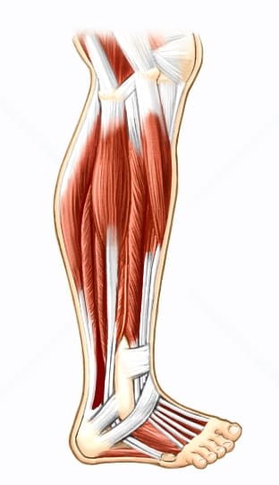 Os músculos das pernas são responsáveis pela movimentação dos pés e sustentação do corpo.