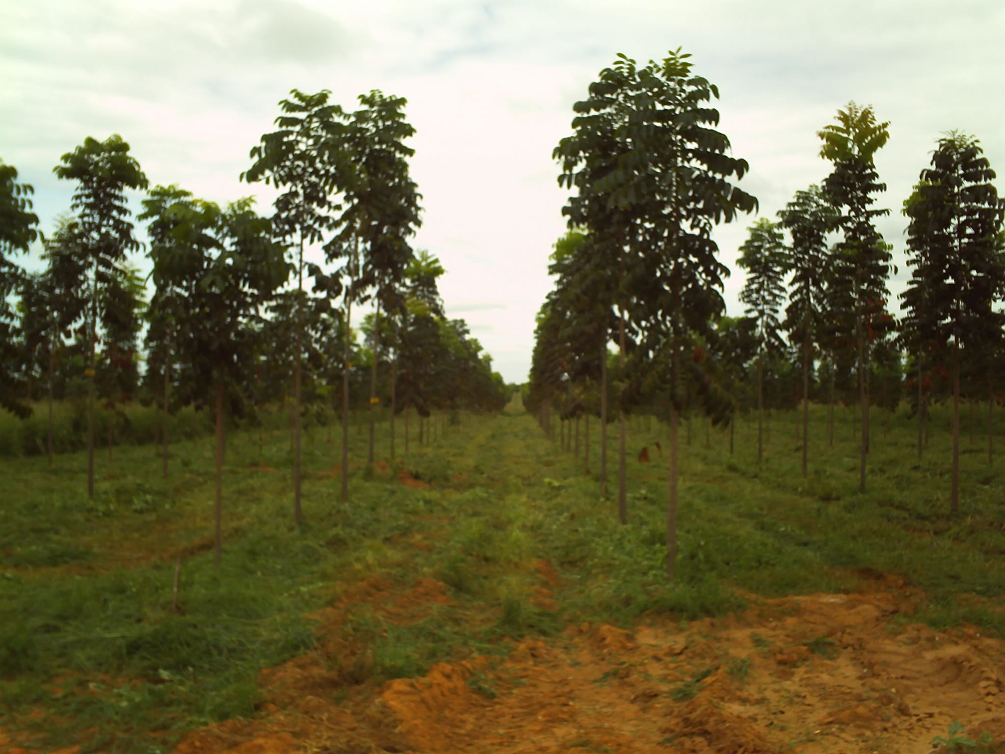 Cultivo de Mogno brasileiro (foto: reprodução)