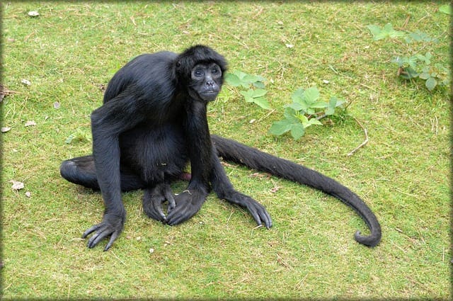 Macaco aranha (foto: reprodução)