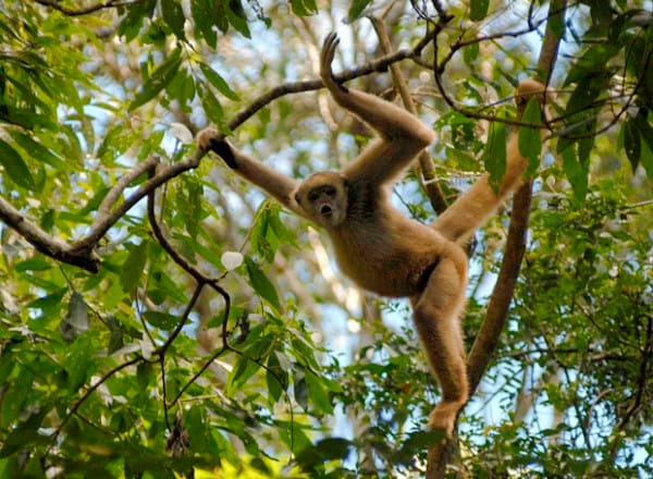 O mono carvoeiro é uma macaquinho silvestre muito esperto.