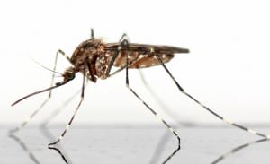 Mosquito chikungunya