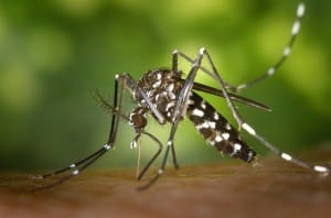 Mosquito aedes aegypti