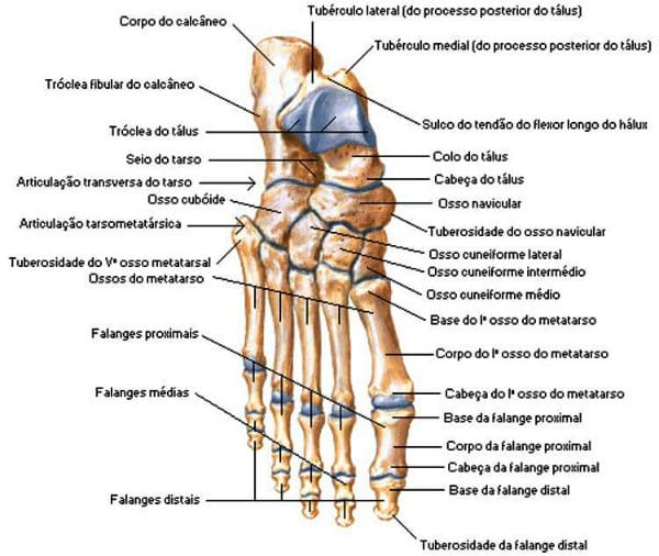 Os ossos dos pés sustentam o corpo.