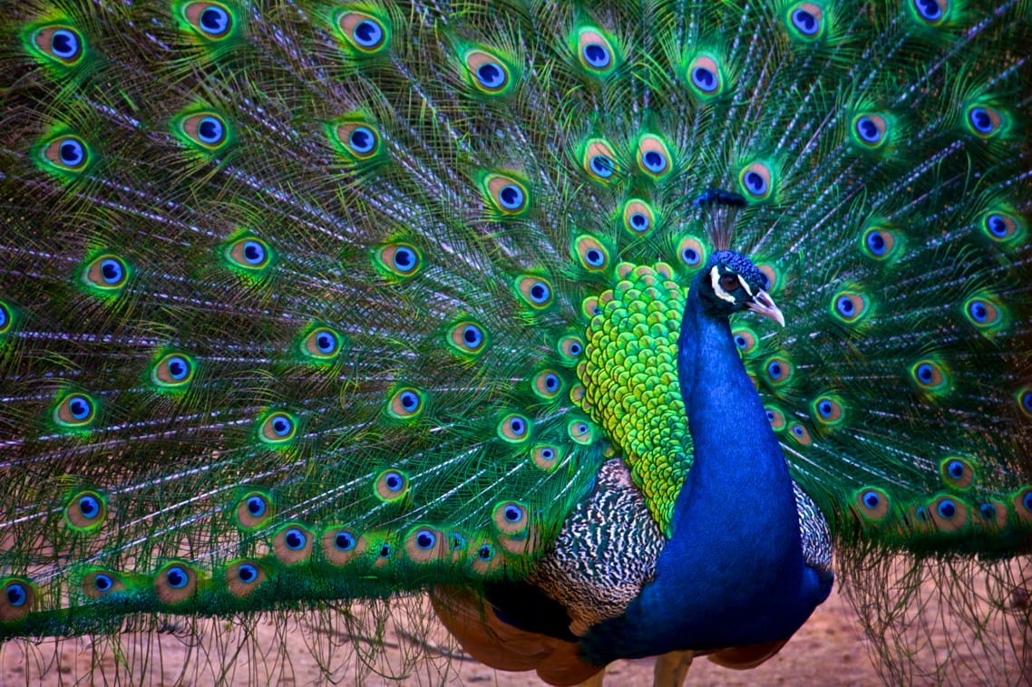 O pavão macho exibe sua plumagem para atrair a fêmea