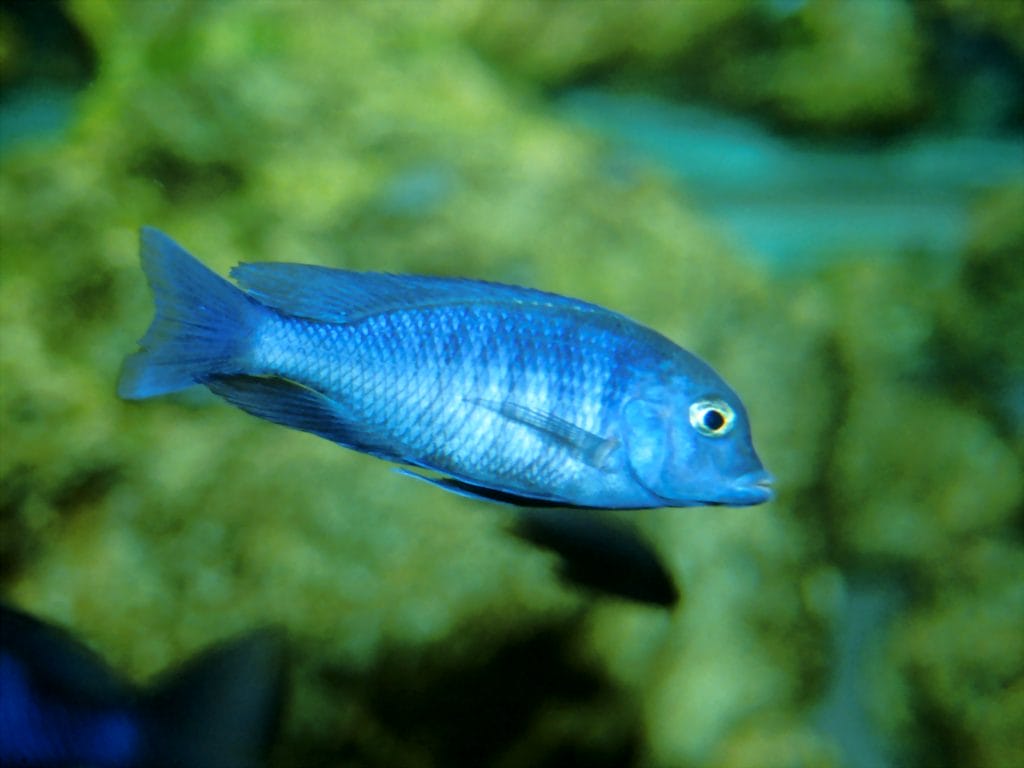 Peixe