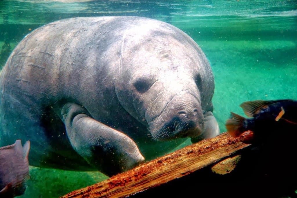 O peixe boi é uma mamífero encontrado somente na Amazônia. 