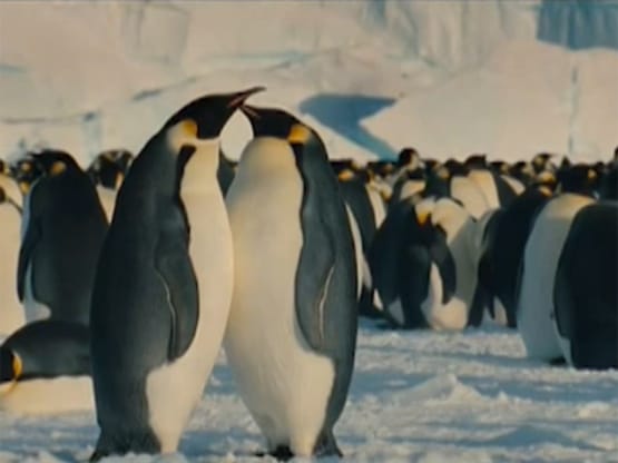 Dança dos pinguins