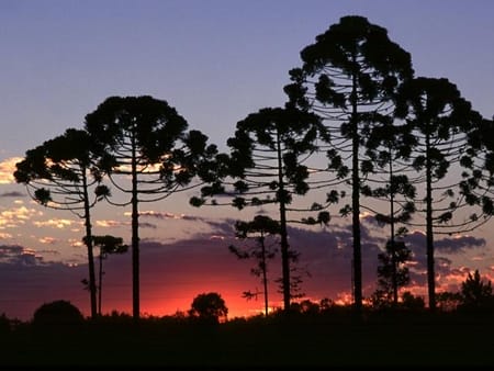 pinheiro do paraná