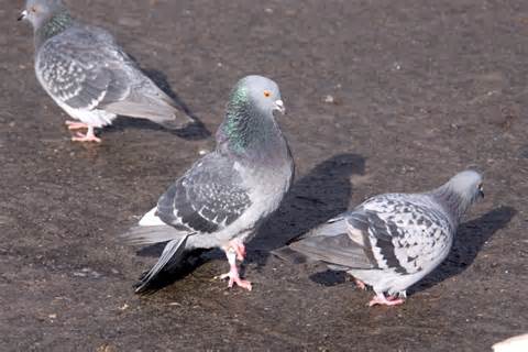 O pombo é considerado um praga urbana