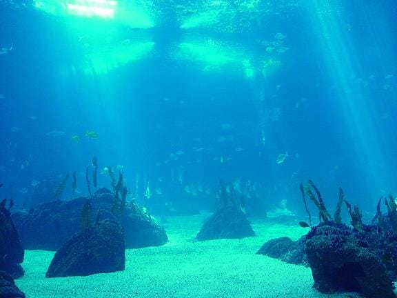 O ponto mais fundo do Oceano se chama a Fossa das Marianas e fica a 11.500 metros do nível do mar