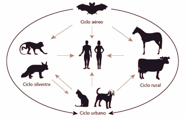 A doença pode ser transmitida através de animais urbanos, aéreos, rurais e silvestres