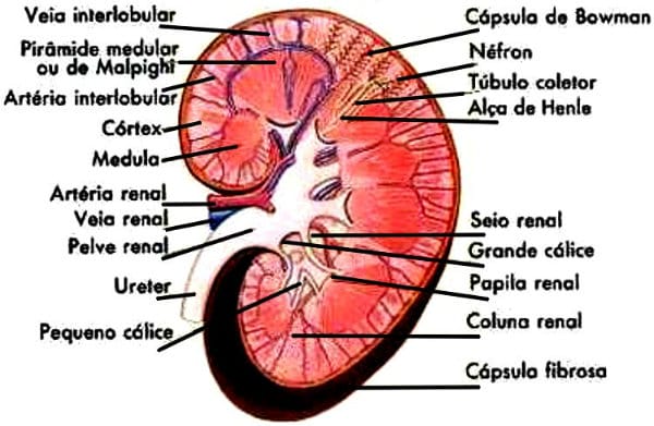 Os rins são indispensáveis ao funcionamento do corpo.