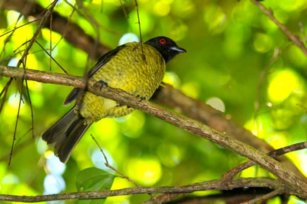 O sabiá pimenta é uma ave muito bonita quase extinta na Mata Atlântica.