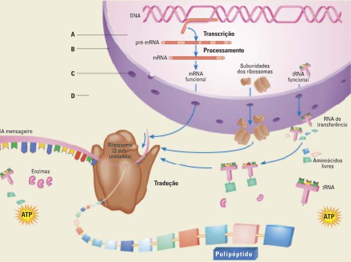 Esquema da síntese proteica