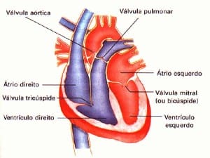 O sistema circulatório do mamífero é muito parecido com o das aves