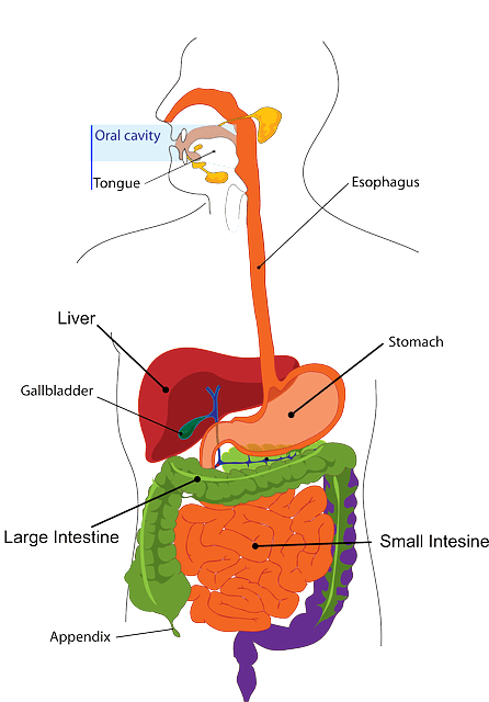 O sistema digestivo comporta a vesícula.