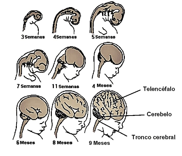 O sistema nervosos se forma entre 2 e 4 semanas de gestação