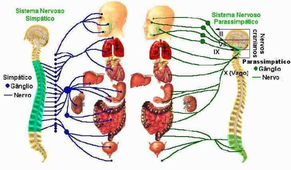 Os sistemas fazem o controle entre das reações no corpo.