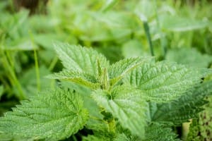 As plantas medicinais beneficiam principalmente a saúde do ser humano.