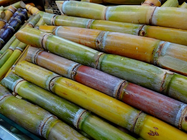 Cana de açúcar (foto: reprodução)