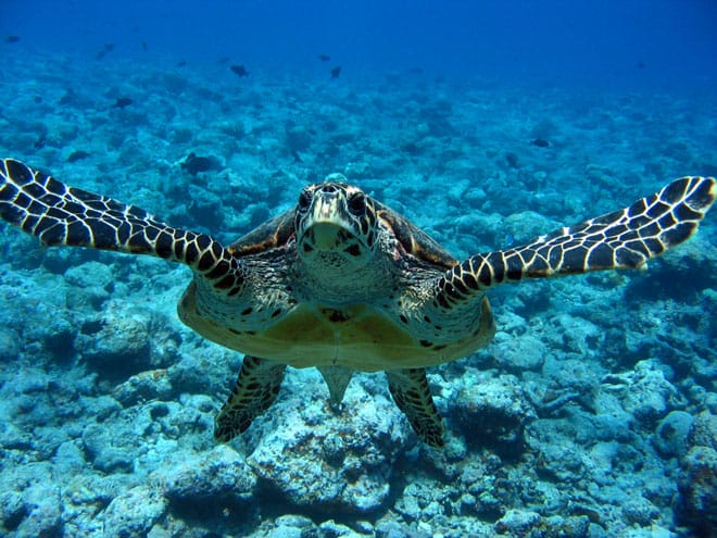 Tartaruga Marinha (Foto: Divulgação)