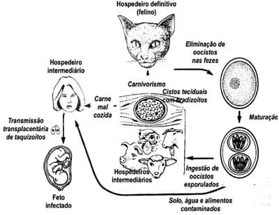 Sintomas do Toxoplasmose e seus tratamentos