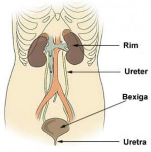 São diversas as doenças que afetam o sistema urinário.