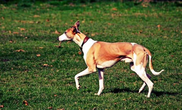 Cachorro dócil.