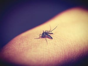 Mosquito aedes aegypti